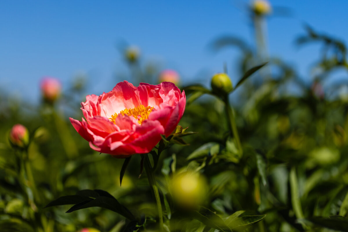 Delta Peony