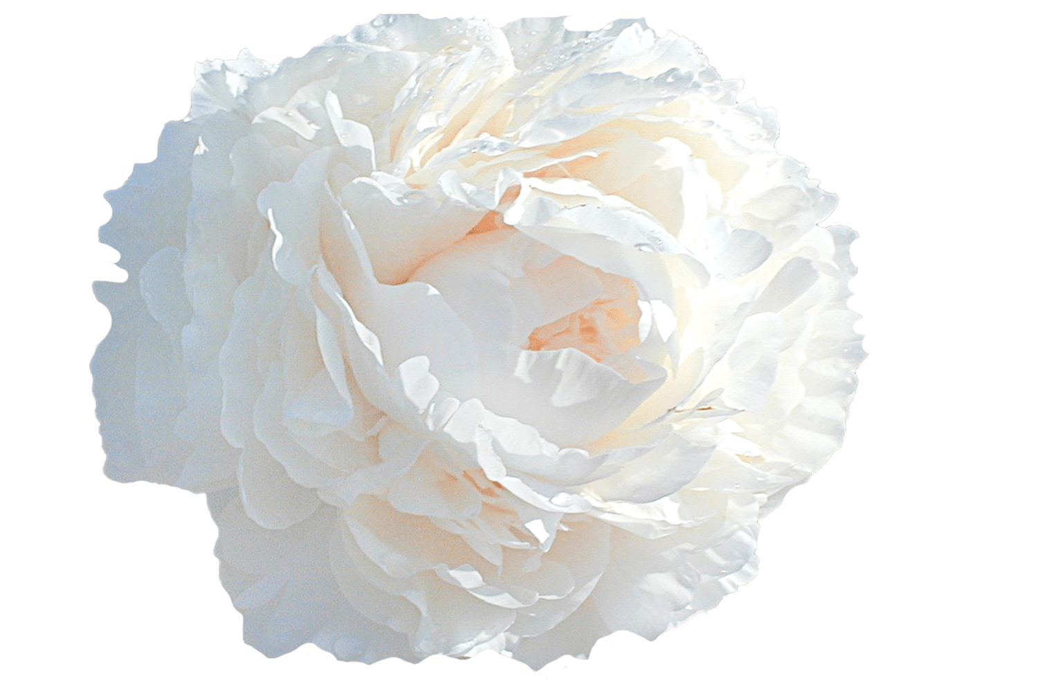 Ағарту туралы жеке жезөкшелер