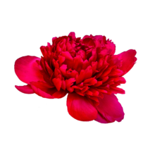 Thumbnail of paeoniae Белгравия - Насыщенный красный