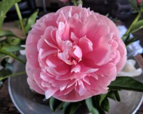 Blooming Paeonia Etched Salmon