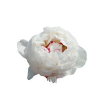 Thumbnail of paeoniae Boule de Neige - Bijnaam 'Sarah Bernhardt': grote bloemknoppen en heerlijke geur