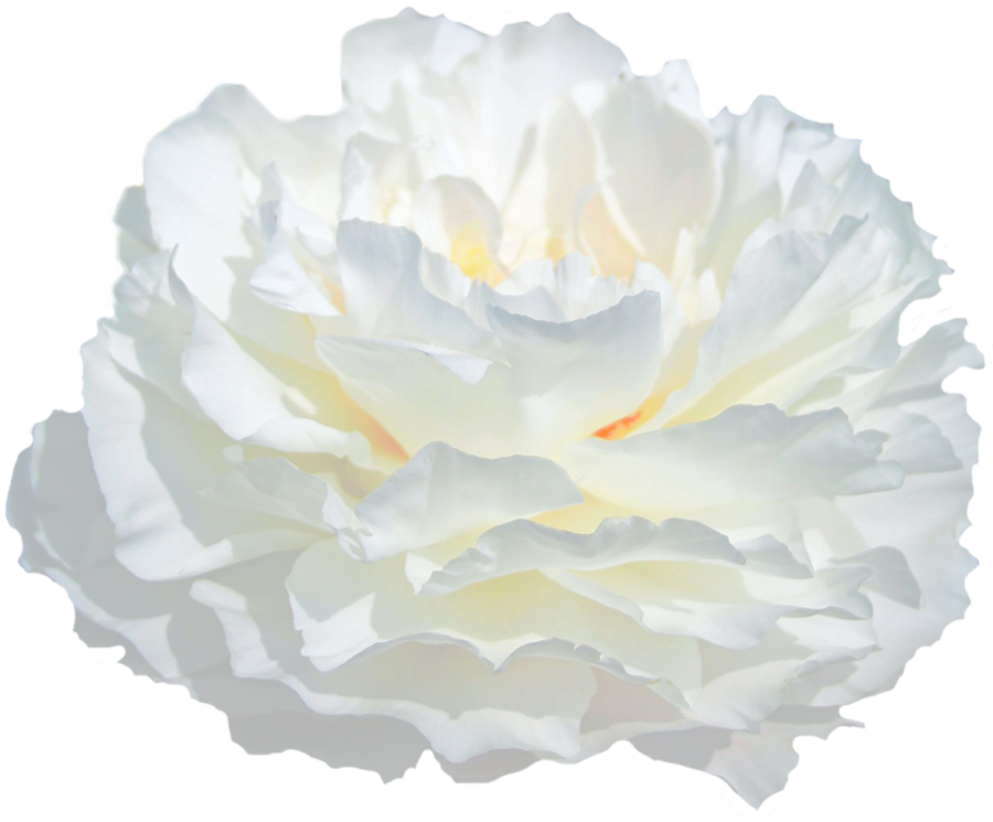 Paeonia Carl G. Klehm