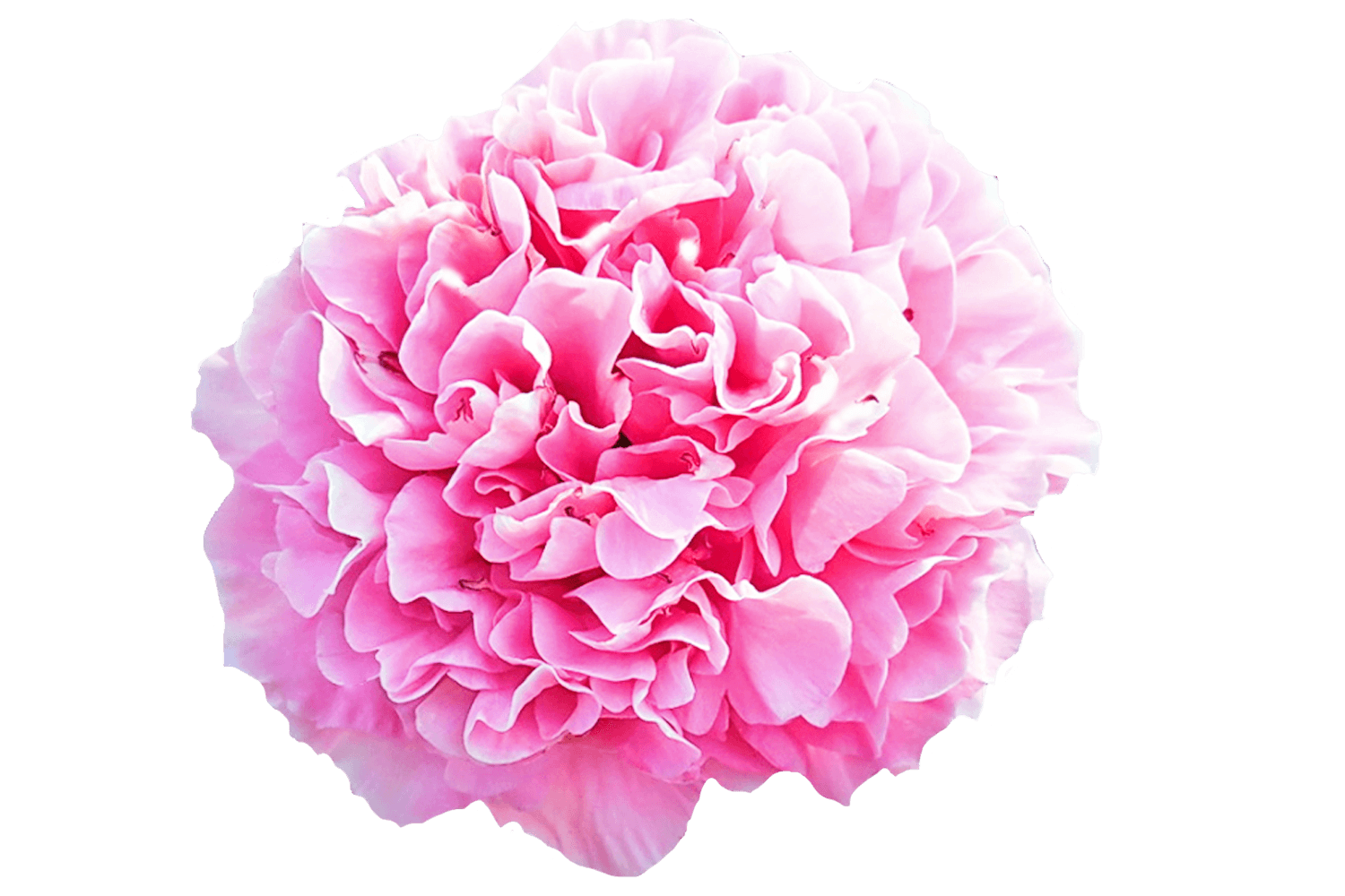 Carnation Bouquet