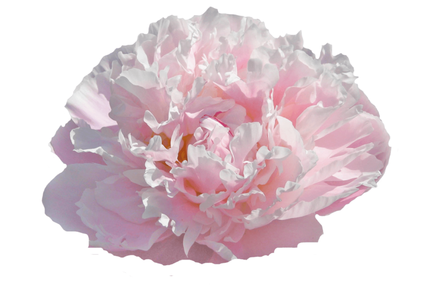 Paeonia Catharina Fontijn