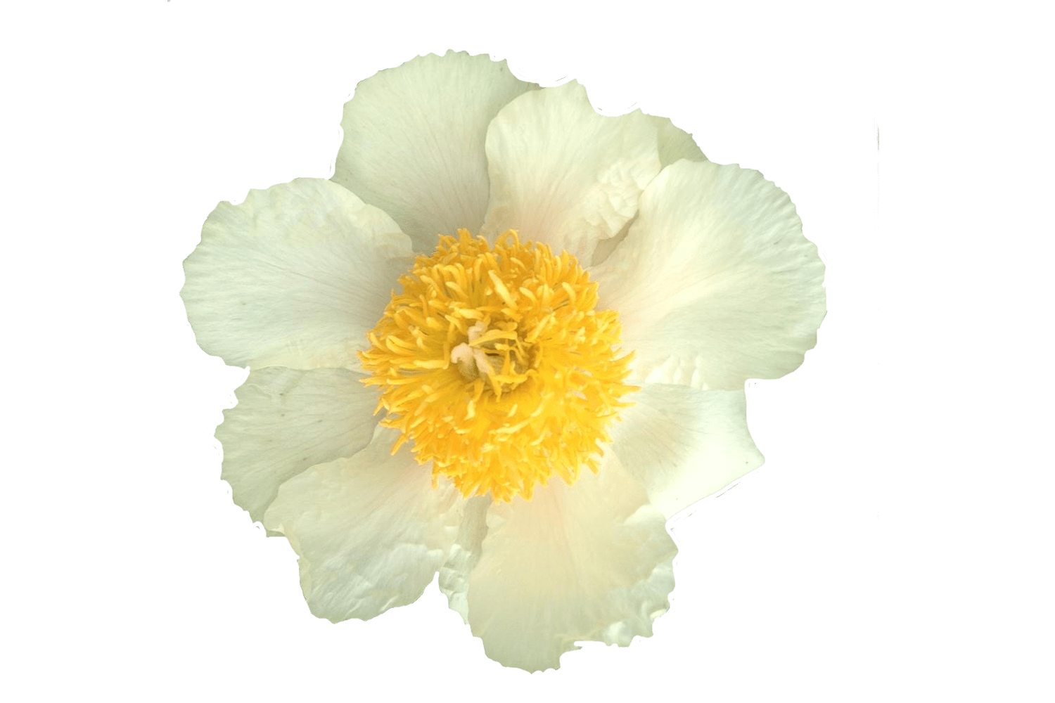 Paeonia Claire De Lune Peonies My Peony Society