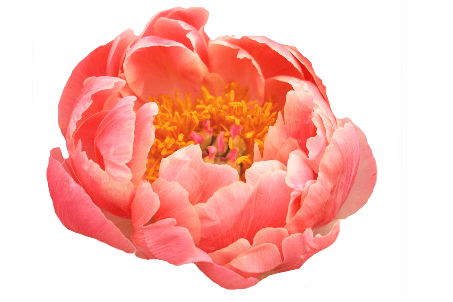 Peony