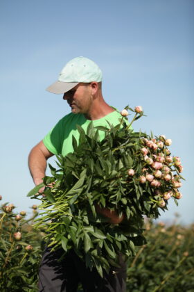 Peony grower with his arm full pink peonies.