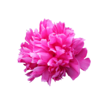 Thumbnail of paeoniae Jadwiga - Intense dieproze tot paarse kleur