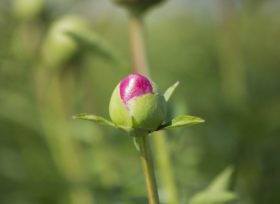 Peony in the field, watch her shine
