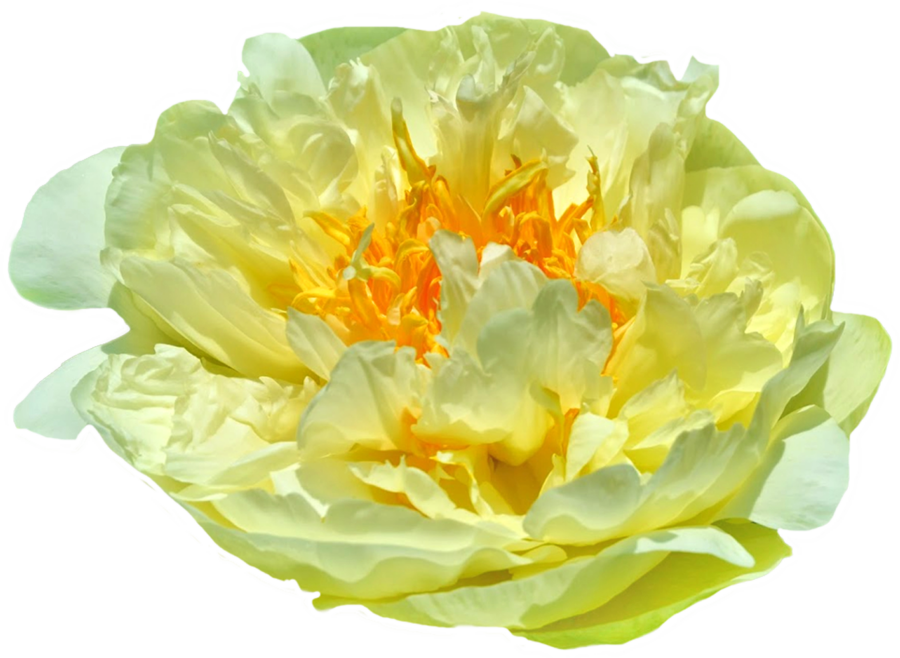 Paeonia Lemon Chiffon