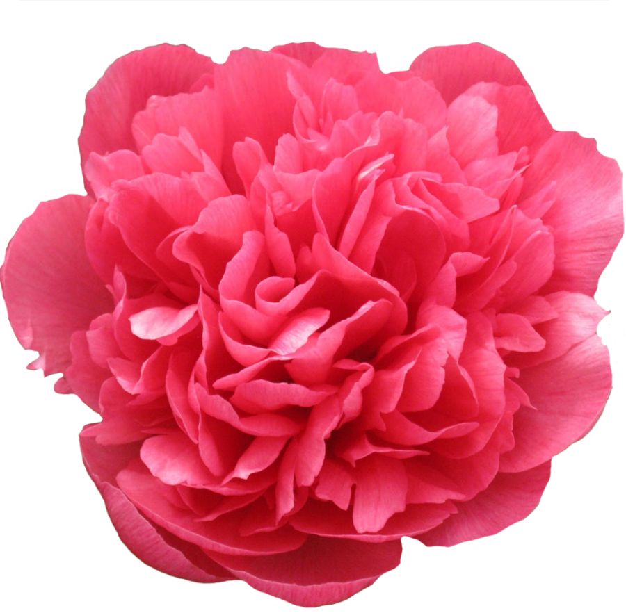Paeonia Lorelei