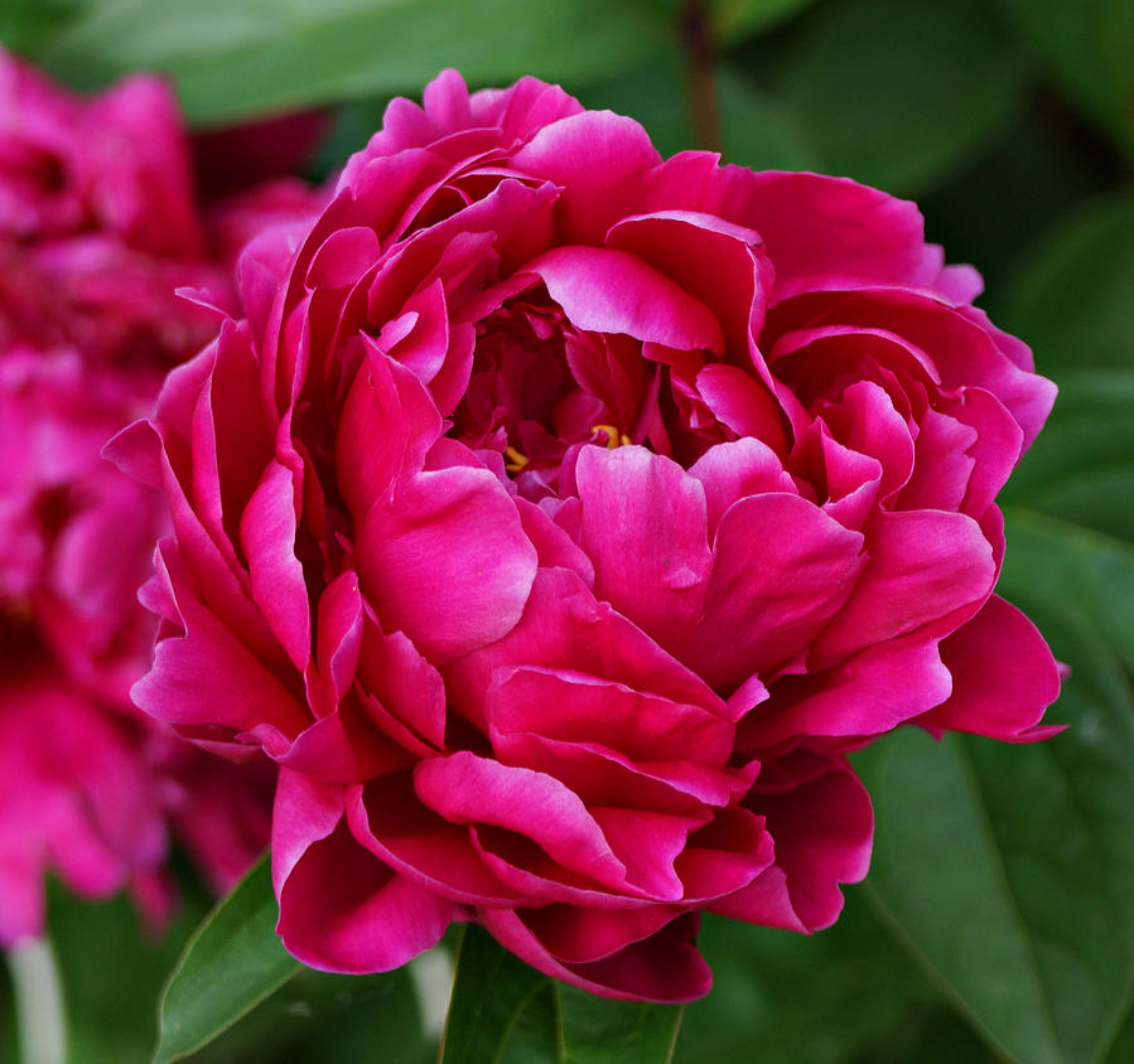 Louis van Houten Purple peonies