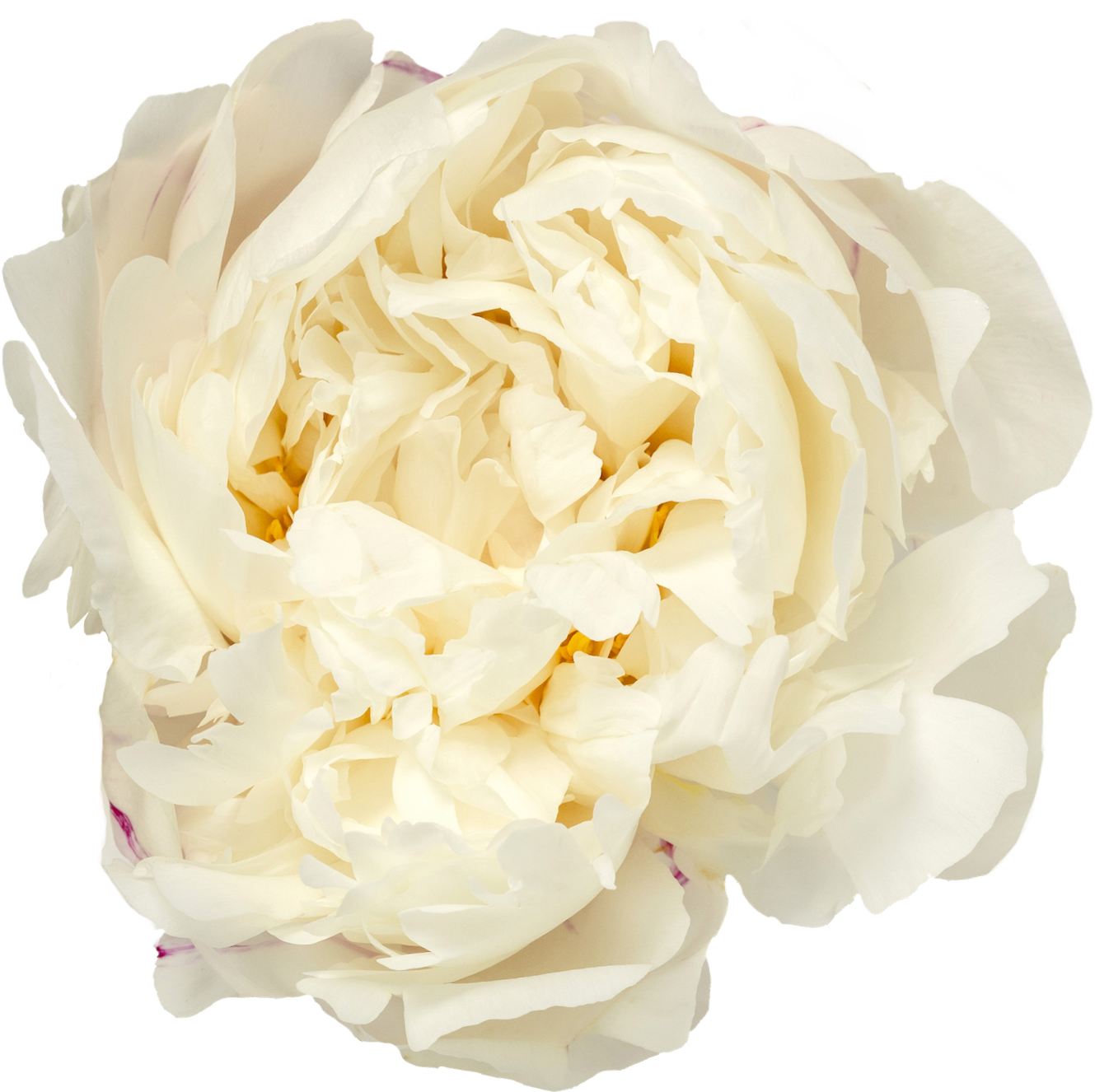 Paeonia Mary E. Nicholls - Peonies - My Peony Society