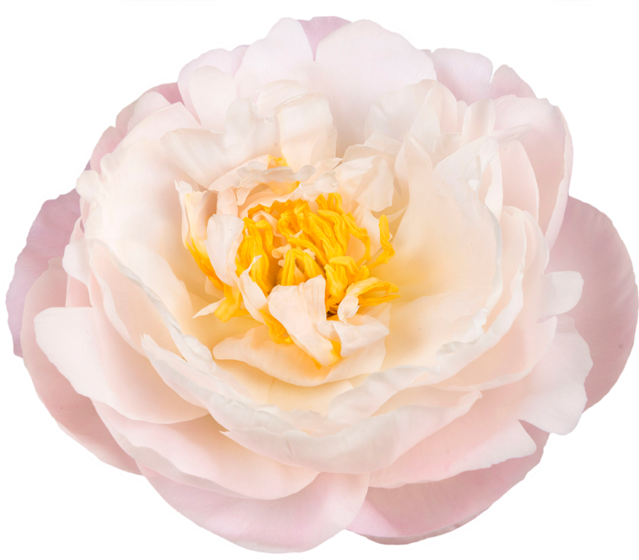 Paeonia Miss America