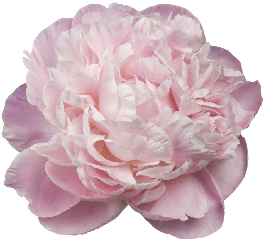 Paeonia Nick Shaylor