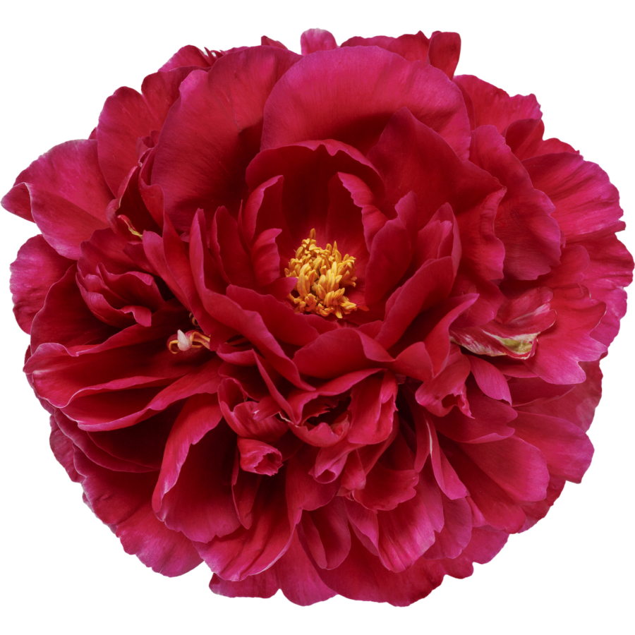 Paeonia Old Faithful