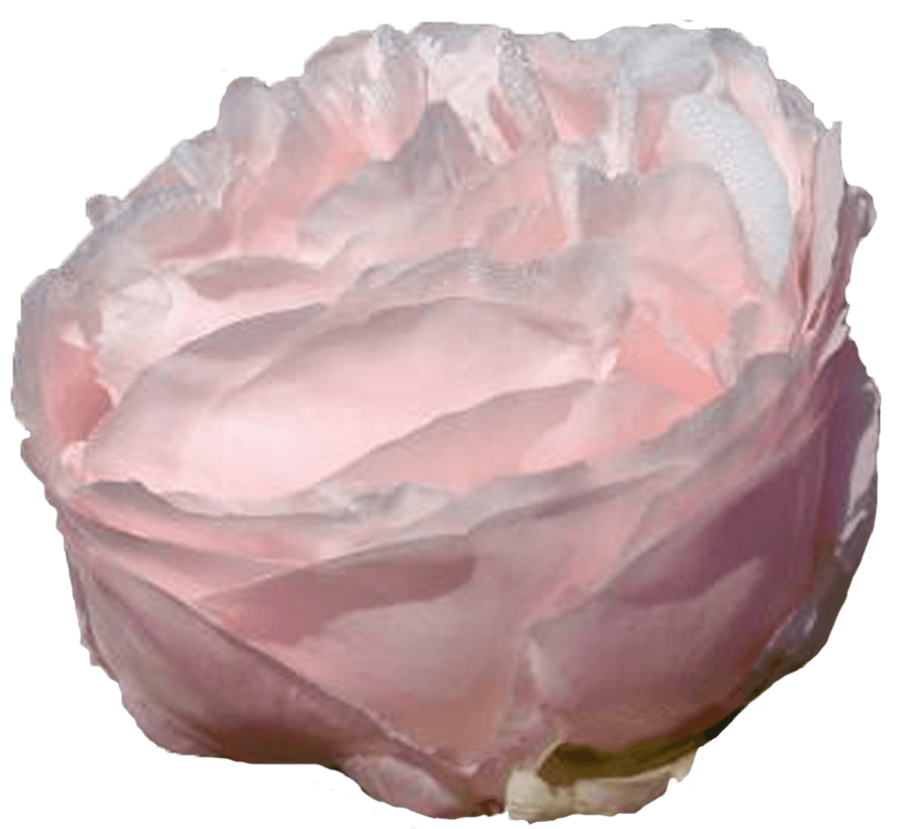 Paeonia Omeo Snow