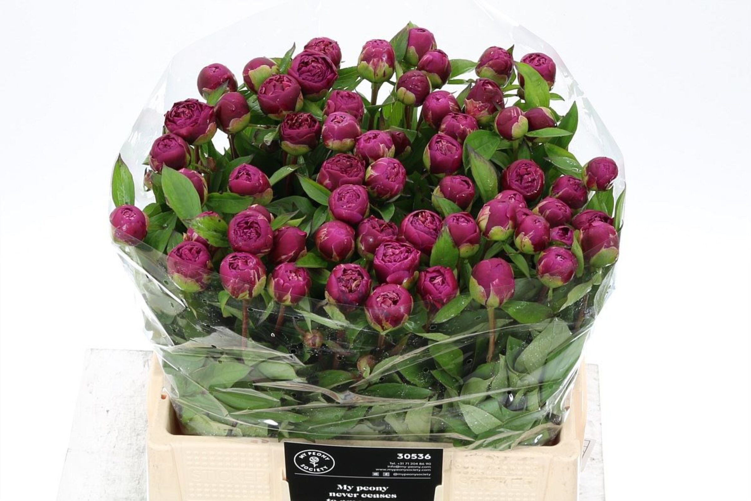 Paeonia Louis van Houten
