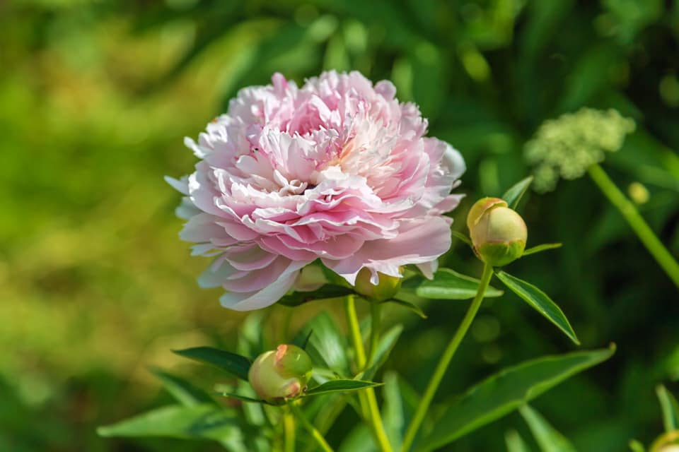 Three classic peonies - Stories about peonies - My Peony Society