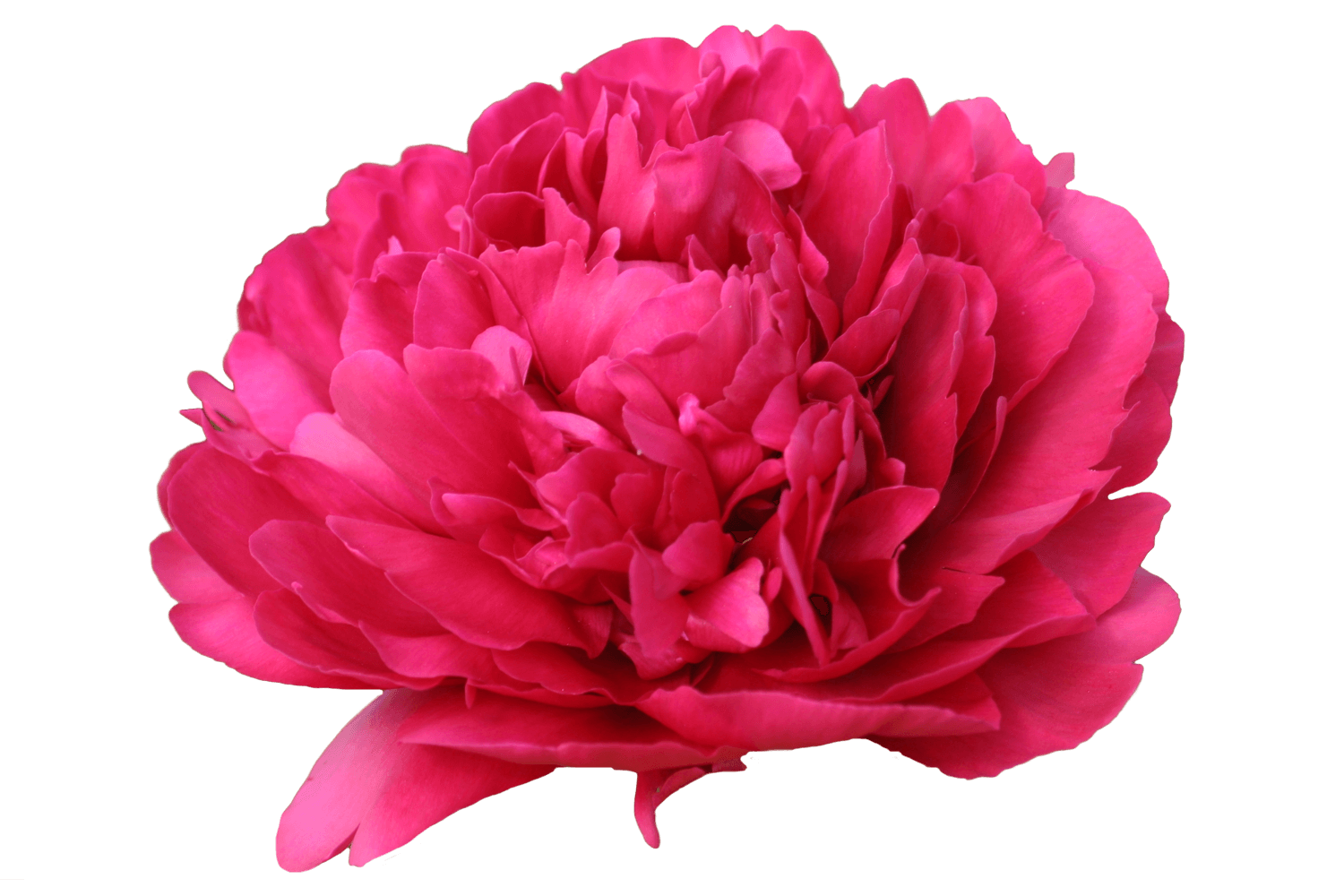 Wild peonies on sale