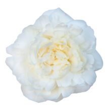 Thumbnail of paeoniae Ann Cousins - Intense fragrance