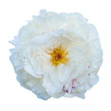 Thumbnail of paeoniae Florence Nicholls - Sweet fragrance