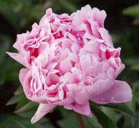 Pink Sarah Bernhardt peony