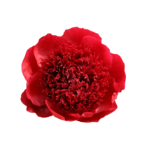 Thumbnail of paeoniae Ред Чарм - Любимый красный пион