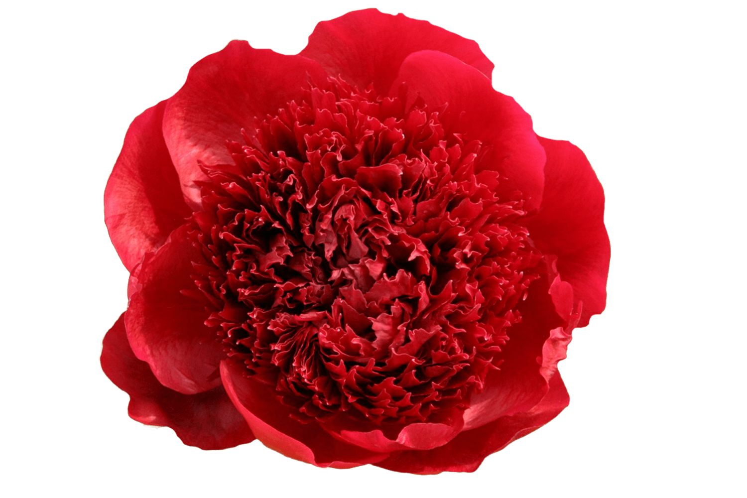 udledning Sige Tolkning Paeonia Red Charm - Peonies - My Peony Society