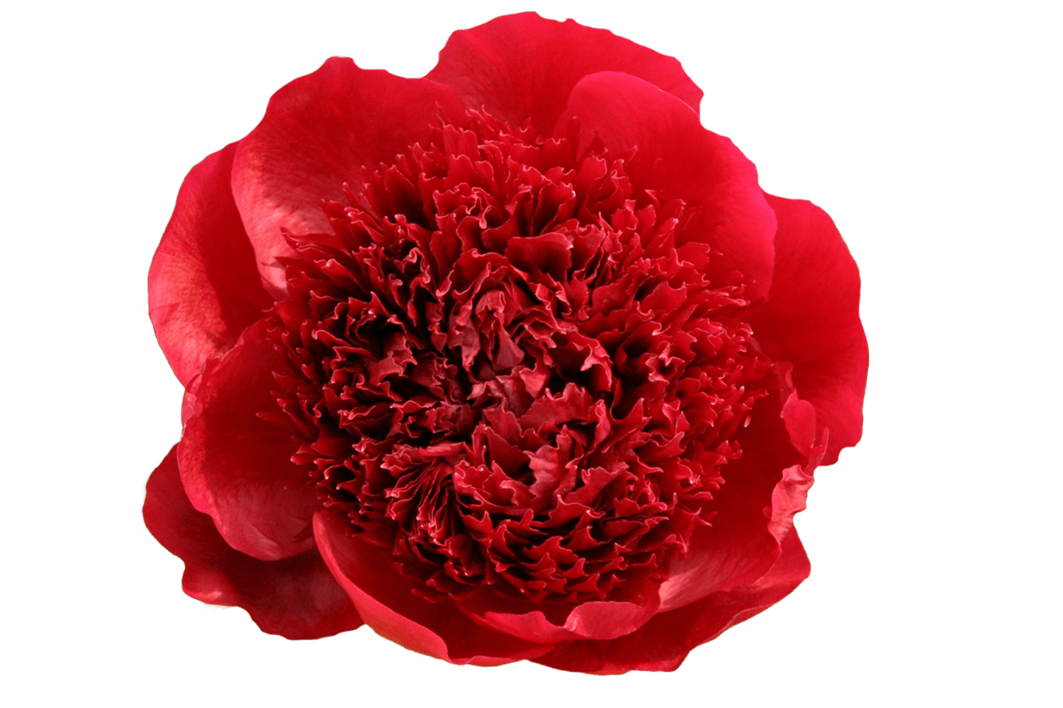 Paeonia Red Charm - Peonies - My Peony Society