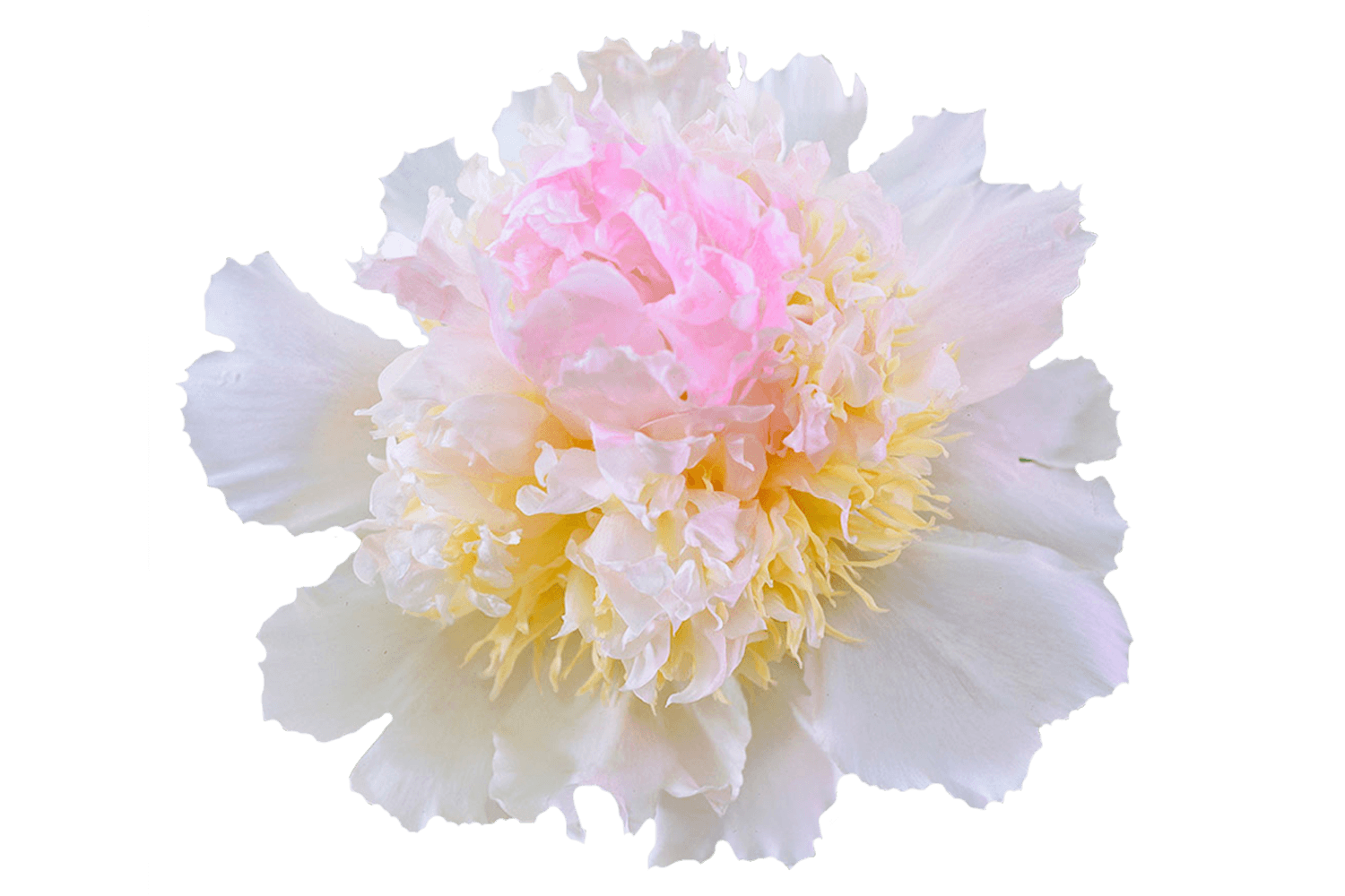 Paeonia Top Brass - Peonies - My Peony Society