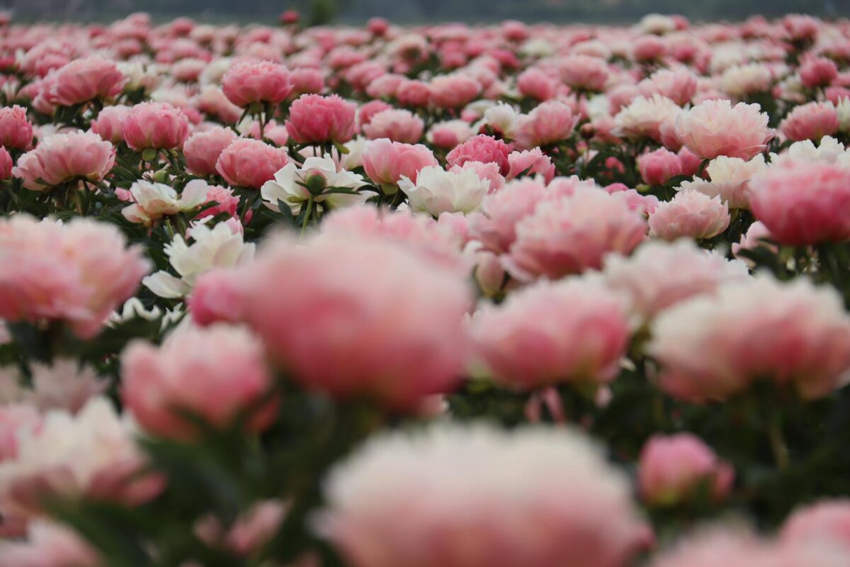 Coral Sunset in the fields