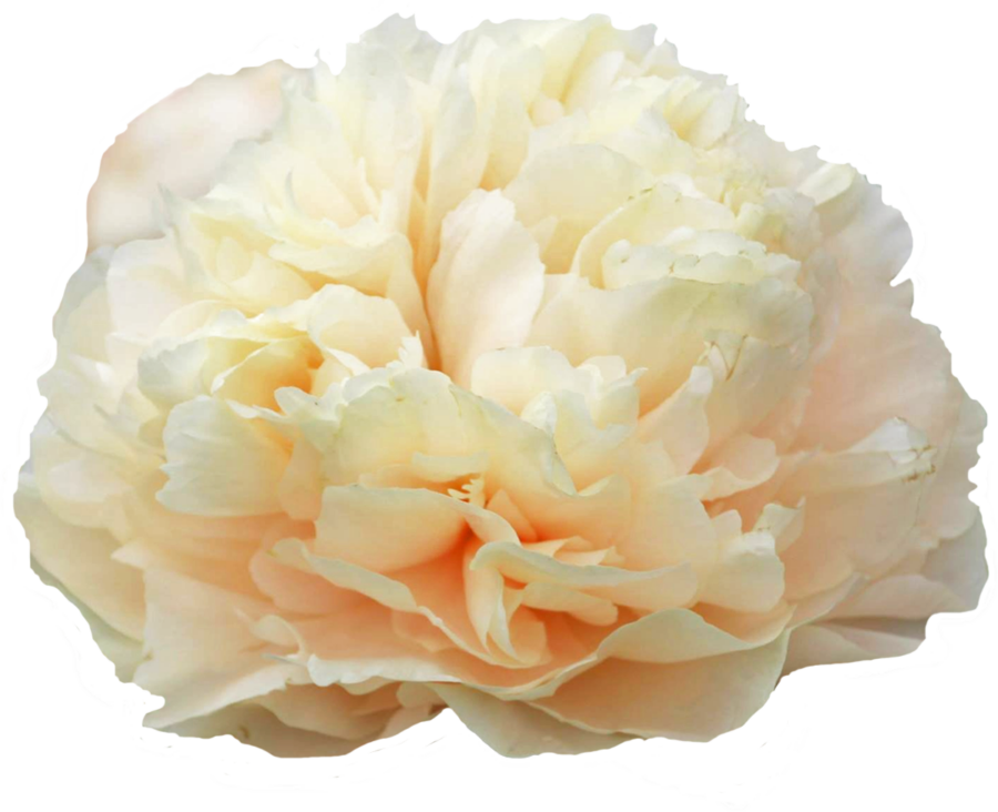 Paeonia Pastelegance