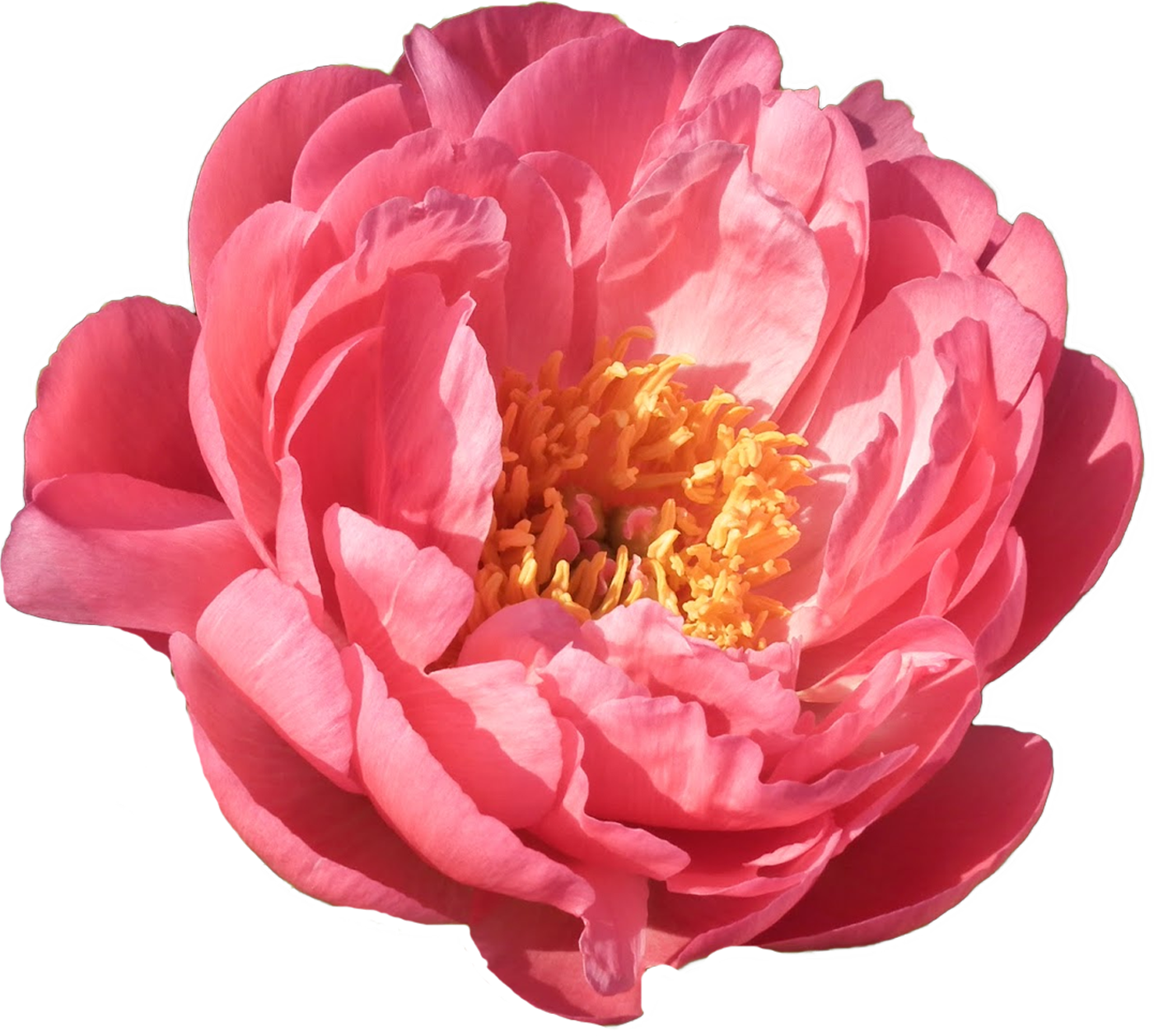 【pink hawaii】 Pink Hawaiian Coral | My Peony Society