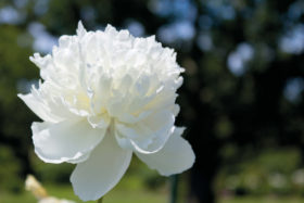 The ultimate wedding flower! Baronesse Schroeder is an amazing white peony.