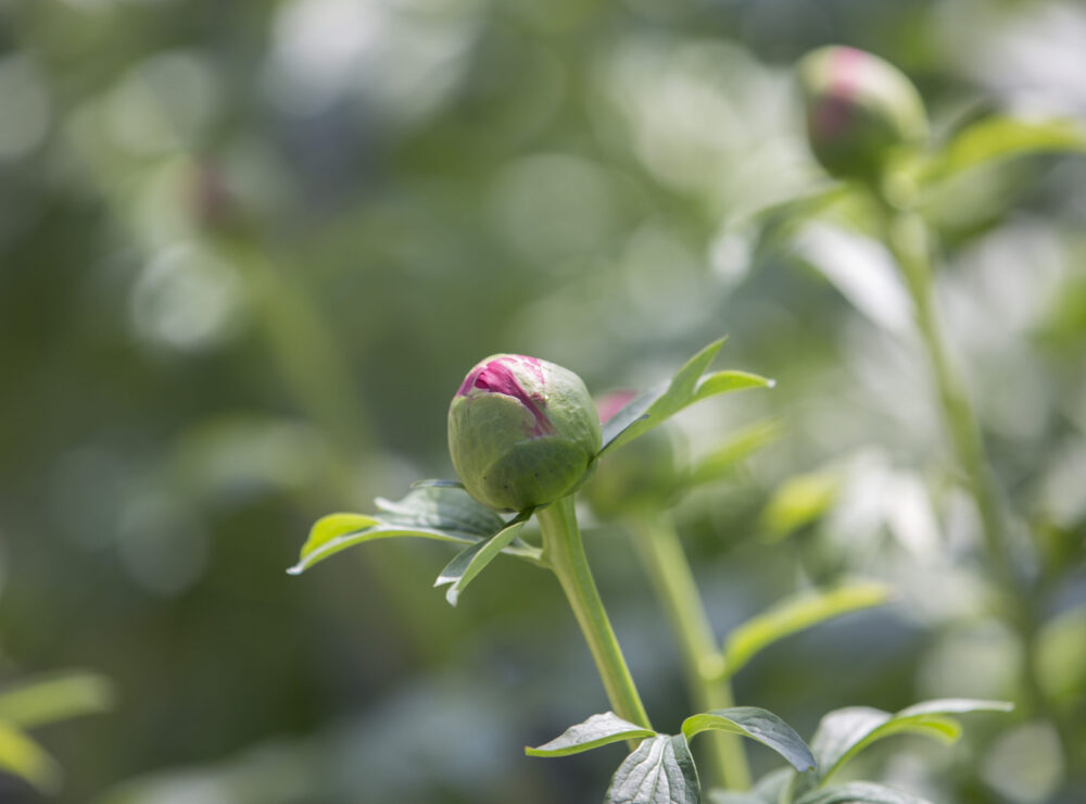 Peony The Weverink