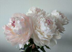 Blush white Paeonia Odile in full bloom is the perfect wedding flower