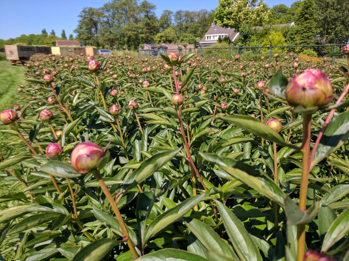 Paeonia Dr Alex Fleming in the field
