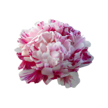 Thumbnail of paeoniae Candy Stripe - 50 tinten roze