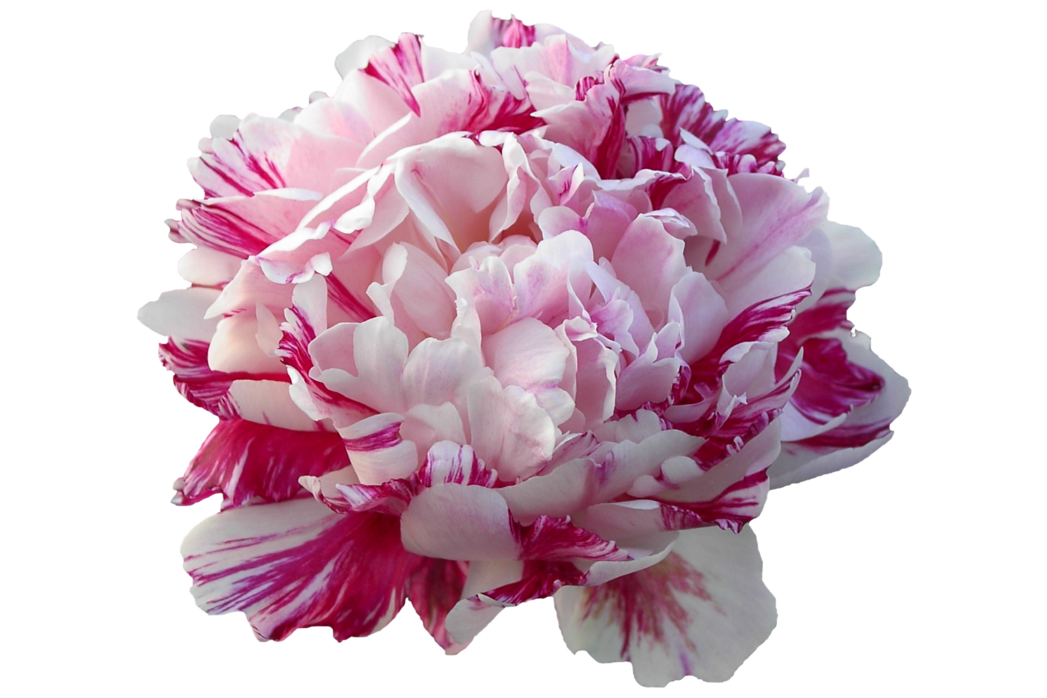 Paeonia Candy Stripe Peonies My Peony Society Paeonia Candy Stripe Peonies My Peony Society
