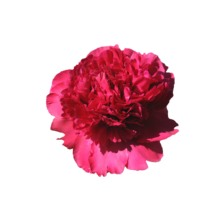 Thumbnail of paeoniae Best man - Spicy pink peony