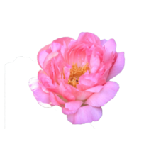 Thumbnail of paeoniae Sugar 'N Spice - Candy pink peony full of love