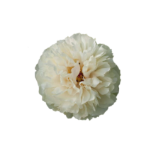 Thumbnail of paeoniae Vanilla Schnapps - Cream-coloured petals, lovely pink heart 