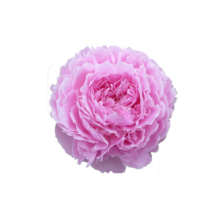 Thumbnail of paeoniae Jacorma - Dikke roze kauwgombal
