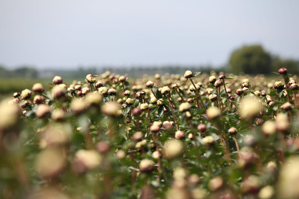 Personal peony trainer: Co Knol