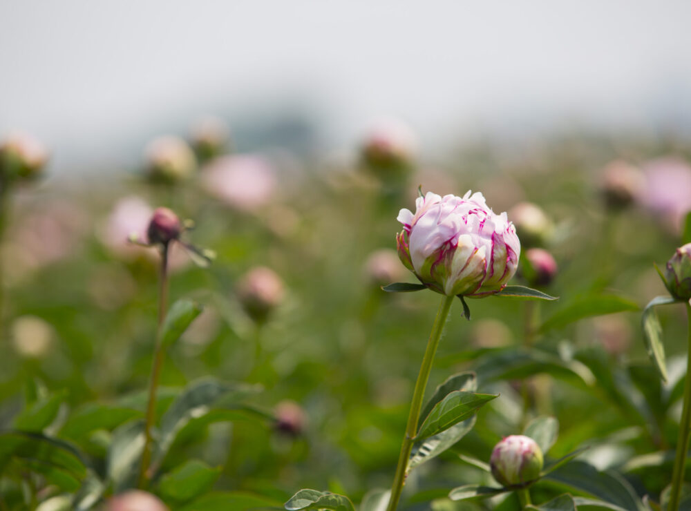 De perfecte pioen planten