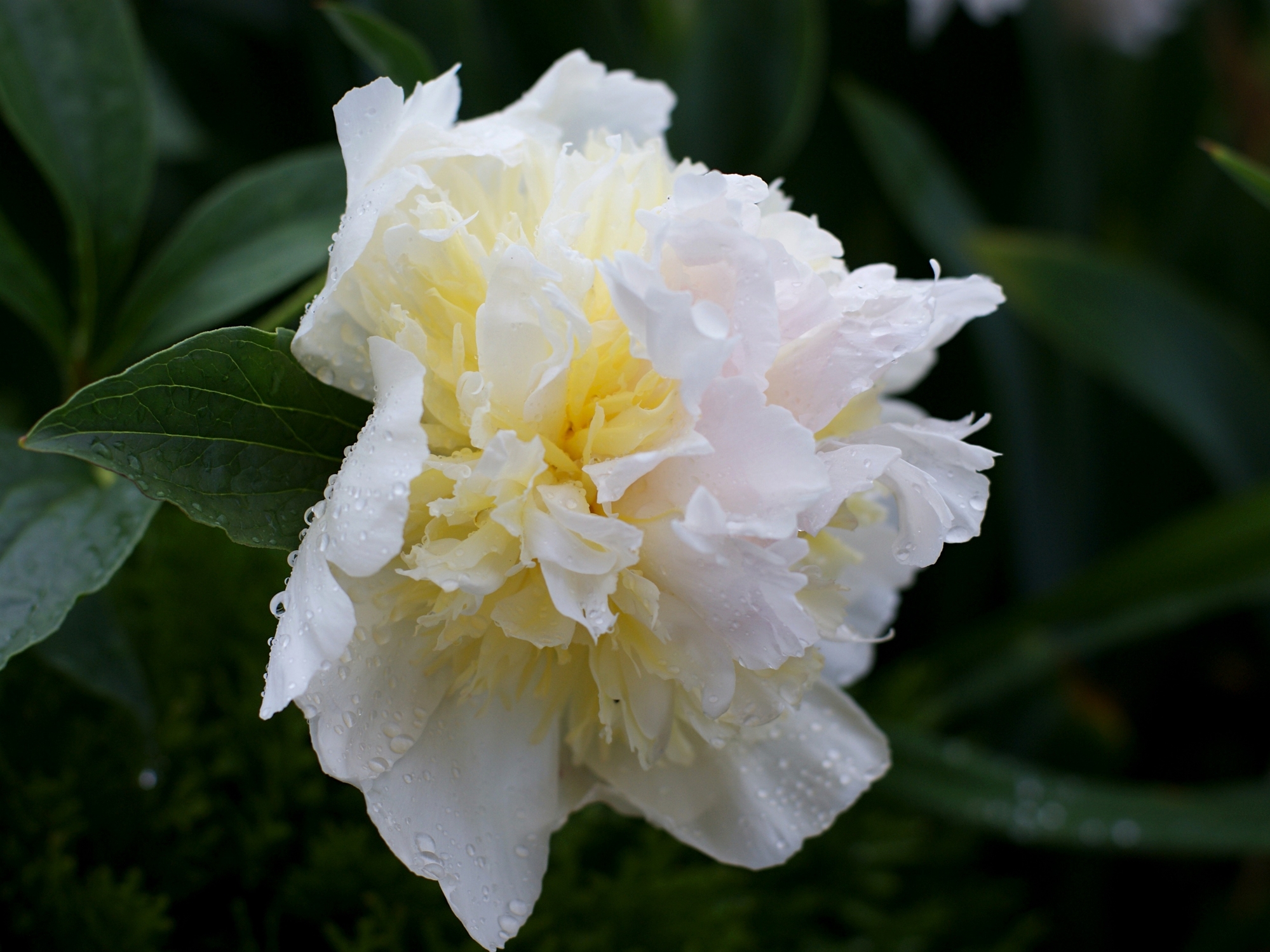Let The Sun Shine Stories About Peonies My Peony Society