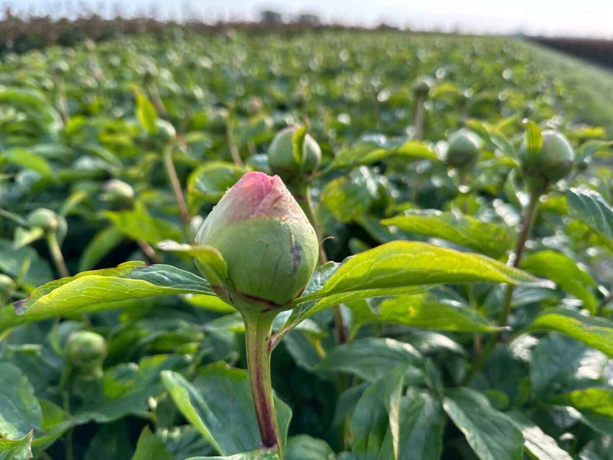 Delta Peony