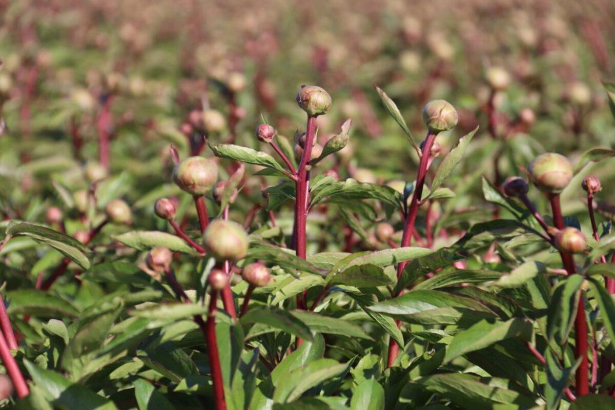 Peony field