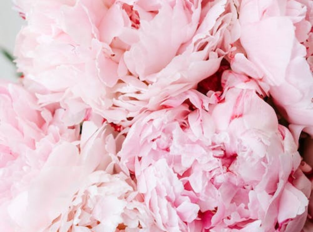 Pink peonies